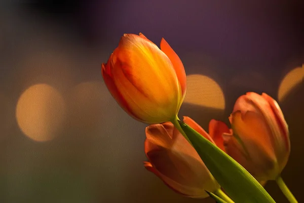 Ein Strauß Orangefarbener Tulpen Vor Einem Harmonischen Hintergrund Mit Feinem — Stockfoto