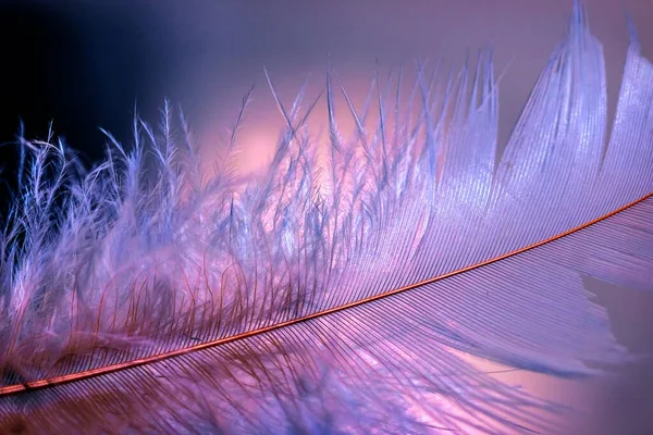 Filigree Bird Feather Magenta Tones Diffuse Illuminated Background Beautiful Bokeh Stock Image