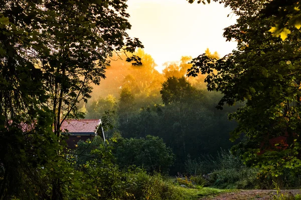 Märchenhafter Blick Auf Einen Wald Mit Sonnendurchfluteten Baumwipfeln Und Einem — Stockfoto