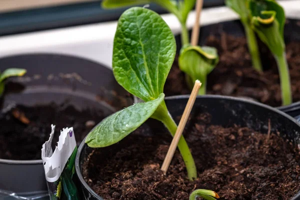 Zucchini plants grown from seeds grow indoors and will soon be planted outdoors
