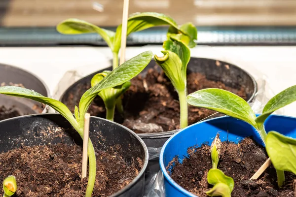 Zucchini Pflanzen Aus Samen Wachsen Drinnen Und Werden Bald Draußen — Stockfoto