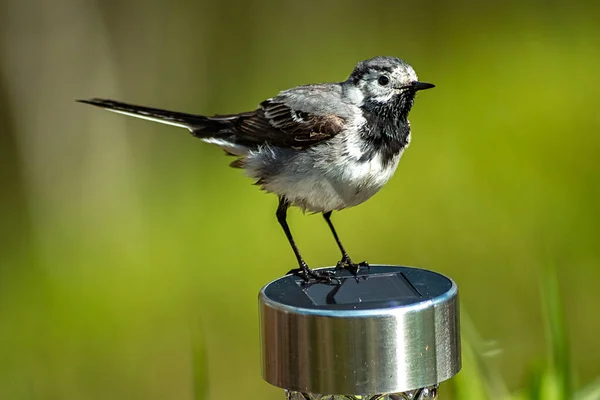 Wagtail Motacilla Alba Wader Home Garden Sweden — Stock Photo, Image