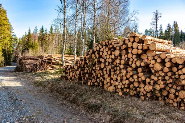 Вырубленные Деревья Готовы Транспортировке Лесу Швеции — стоковое фото