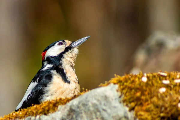 Sveç Teki Bahçesinde Büyük Benekli Ağaçkakan Dendrocopos Major — Stok fotoğraf