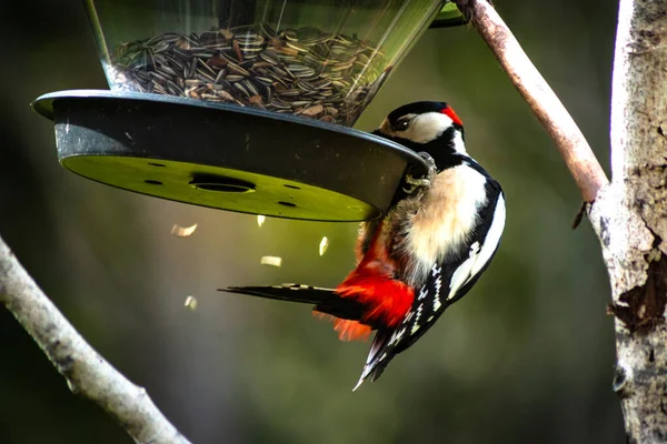 Great Spotted Woodpecker Dendrocopos Major Home Garden Sweden — Stock Photo, Image