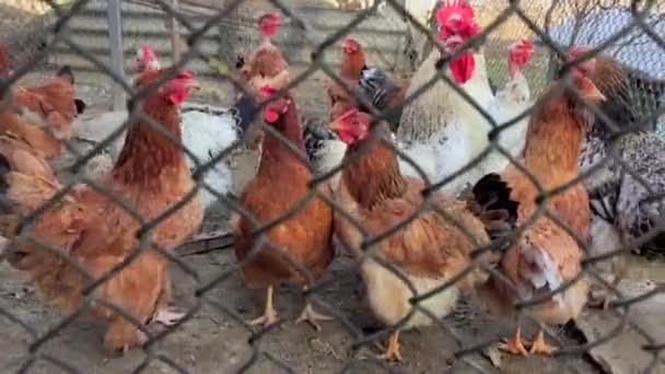 Oiseau Domestique Poulet Coqs Dans Enclos Fermé Attendent Petit Déjeuner — Video