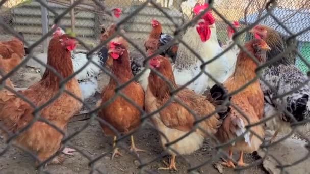 Oiseau Domestique Poulet Coqs Dans Enclos Fermé Attendent Petit Déjeuner — Video