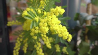 Mimosa. Mimosa bahar çiçekleri Paskalya arkaplanı. Provence. Mavi gökyüzü ve güneş üzerinde çiçek açan mimoza ağacı. Doğa, sınır tasarımı. Anneler günü için akasya. Sarı çiçekler Fransa 'da şenlikli bir gün. Yavaş hareket