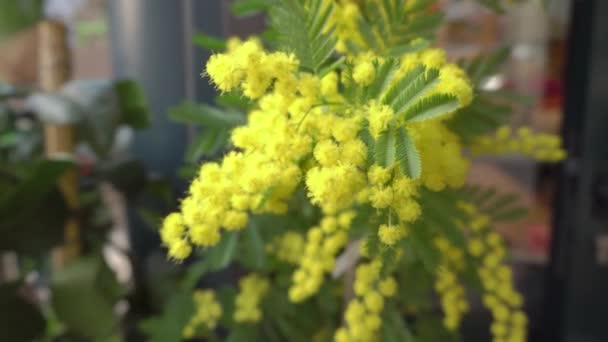 ミモザの花ストック動画 ロイヤリティフリーミモザの花動画 Depositphotos ミモザの花ストック動画 ロイヤリティフリーミモザの花動画 Depositphotos