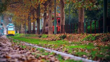 Milan, İtalya 7 Mart 2020, eski sarı tramvay trafiği. İtalyan modasının hüküm sürdüğü şehirde sonbahar sabahı. Şehirde sonbahar ağaçları var. Karakteristik tramvayı olan ağaç kaplı bir sokak. Toplu taşıma