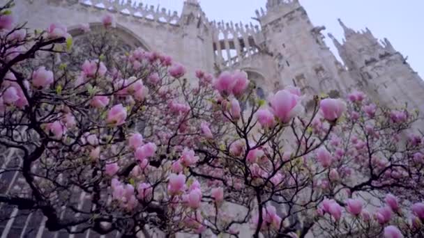 イタリア ミラノ ドゥオーモ大聖堂の前にマグノリアの花を咲かせます イタリアの春 ロマンス ゴシック様式の大聖堂と青空を背景にしたマグノリアの木 — ストック動画