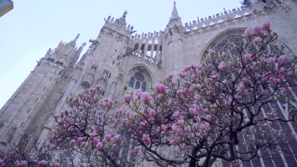 イタリア ミラノ ドゥオーモ大聖堂の前にマグノリアの花を咲かせます イタリアの春 ロマンス ゴシック様式の大聖堂と青空を背景にしたマグノリアの木 — ストック動画