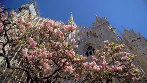 イタリア ミラノ ドゥオーモ大聖堂の前にマグノリアの花を咲かせます イタリアの春 ロマンス ゴシック様式の大聖堂と青空を背景にしたマグノリアの木 — ストック動画