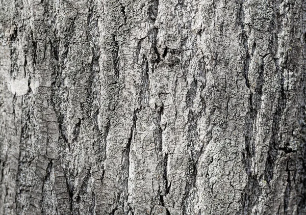 Vieja Textura Rústica Detallada Corteza Del Árbol Madera —  Fotos de Stock