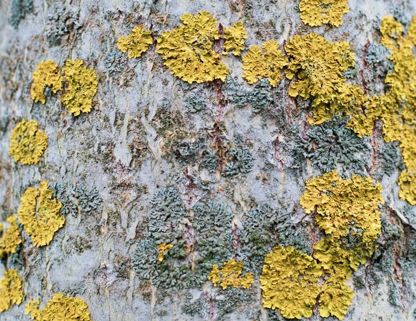 껍질에이끼 감촉을 넣는다 나무의 껍질은 초록색 노란색의 이끼로 토리아 — 스톡 사진