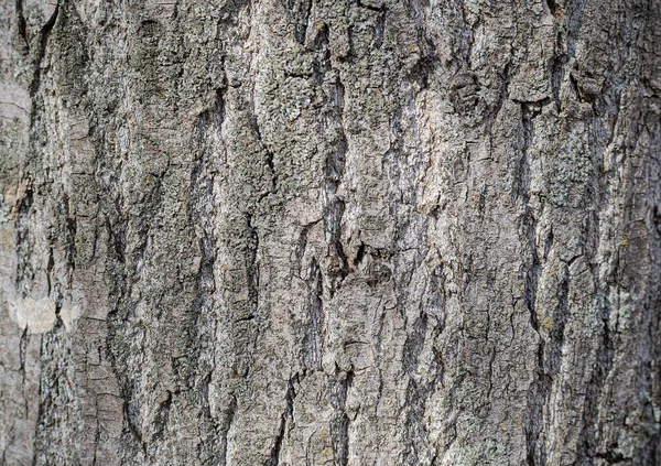 Alte Rustikale Baumrinde Mit Moos — Stockfoto