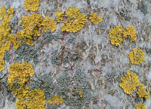 芝桜の食感の白樺の樹皮 緑と黄色の地衣類で木の樹皮 Xanthoria Lichen — ストック写真