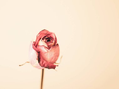 Bej arka planda izole edilmiş narin pembe gül. Kartpostallar için kullanılır.