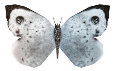 Beyaz kelebek, lahanalı kelebek ya da lahanalı beyaz lahanalı sütyen, açık kanatlı, beyaz arka planda izole. 3d illüstrasyon