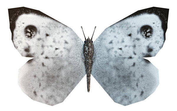Large white butterfly, called Cabbage Butterfly or Cabbage White - Pieris brassicae, open wings, isolated on white background. 3d illustration