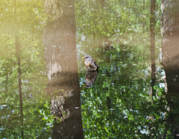 Throstle Koupe Louži Ptáci Létali Hnízda Moskvě — Stock fotografie