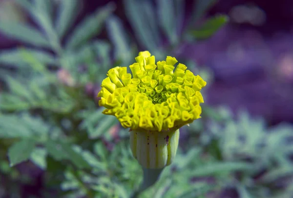 Bunga Marigold Membengkak Pada Latar Belakang Rumput Hijau — Stok Foto