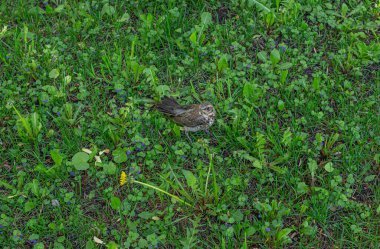 Genç Thostle çimlerin üzerinde yürüyor, ötücü kuş hala uçamıyor, kale throstle