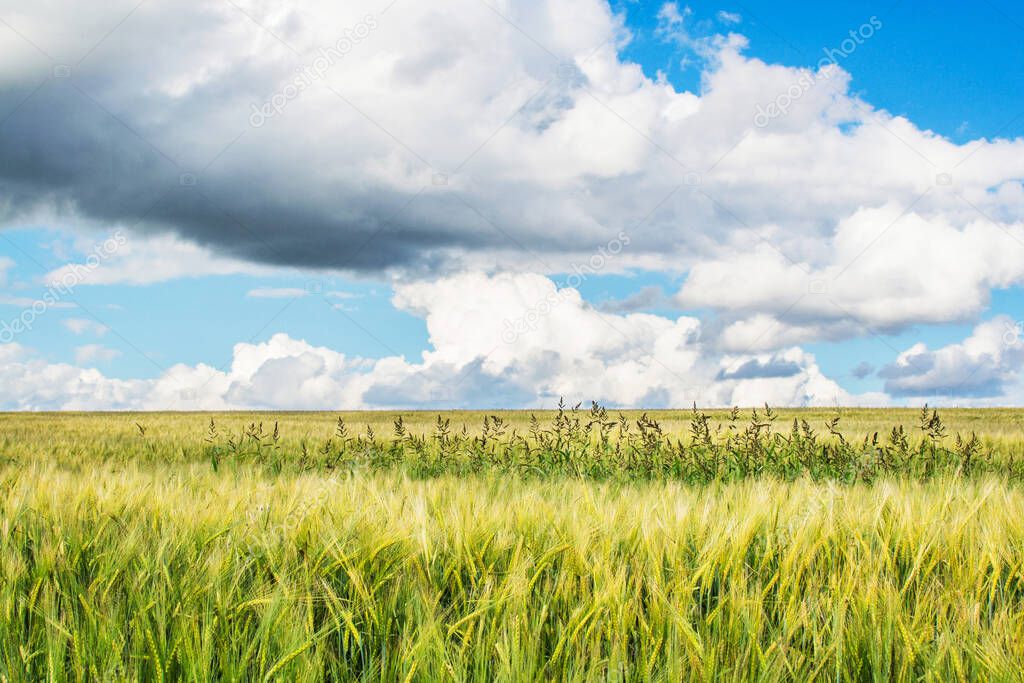Green wheat field and blue sky with clouds, winter wheat. Landscape of Russia, Zaraysk city. Beauty world