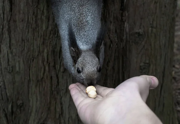 Squirrel Takes Hazelnuts Hands People Squirrel Asks Food Park Tamed — Stock Photo, Image