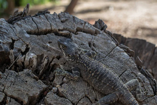 Agama Ještěrka Odpočívající Kládě Mimikry Funguje Místo Kypr Ayia Napa — Stock fotografie