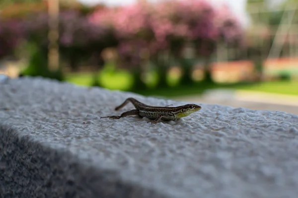 Lagarto Ophisops Fue Visto Hotel Chipre Ayia Napa — Foto de Stock