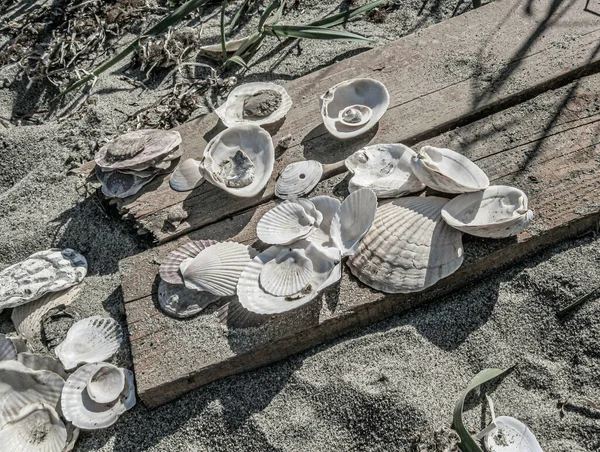 在日本海海滩沙滩上的一些贝壳的特写 — 图库照片