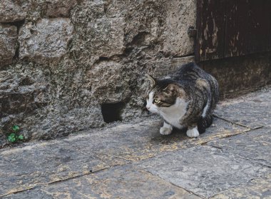 Kedi fareyi bekliyor. Karadağ 'ın Kotor kentindeki bir fare deliğinin yakınındaki kedi