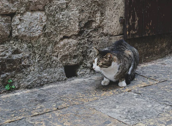 Cat Waiting Mouse Cat Mouse Hole Street Kotor Montenegro Royalty Free Stock Photos