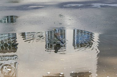Gırtlak su birikintisinde yıkanır. Şarkı kuşları Moskova 'daki yuvaya uçtu