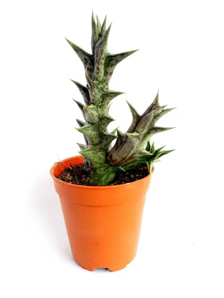 Kaktüs beyaz arkaplanda izole