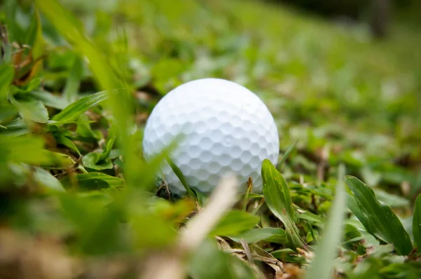 Beyaz golf topu çimenlerin üzerinde