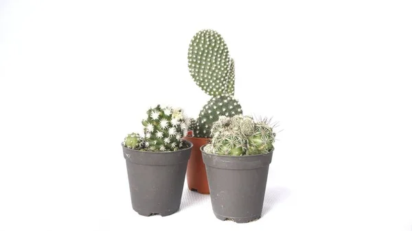Obrázek Kaktusu Květináči Izolované Bílém Pozadí — Stock fotografie
