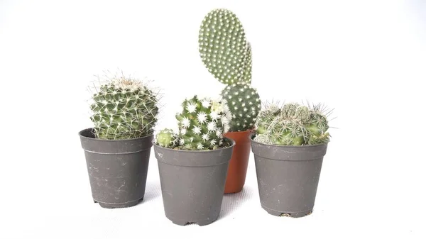 Immagine Cactus Vaso Fiori Isolato Sfondo Bianco — Foto Stock