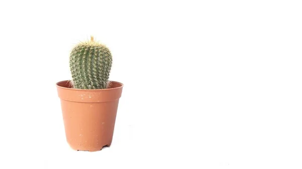 Immagine Cactus Vaso Fiori Isolato Sfondo Bianco — Foto Stock