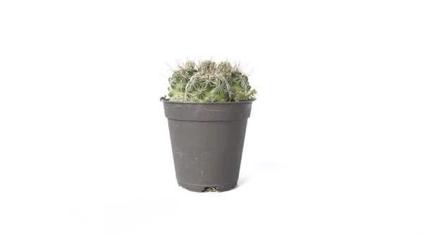 Immagine Cactus Vaso Fiori Isolato Sfondo Bianco — Foto Stock