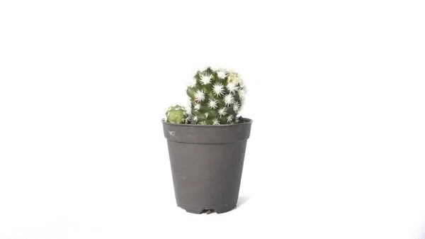 Kép Kaktusz Virágcserép Elszigetelt Fehér Alapon — Stock Fotó