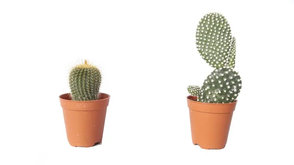 Immagine Cactus Vaso Fiori Isolato Sfondo Bianco — Foto Stock