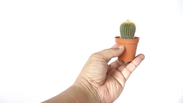 Immagine Della Mano Uomo Che Tiene Cactus Piccolo Vaso Fiori — Foto Stock