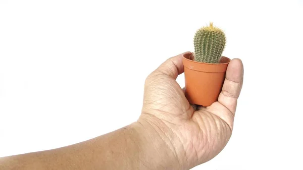 Immagine Della Mano Uomo Che Tiene Cactus Piccolo Vaso Fiori — Foto Stock