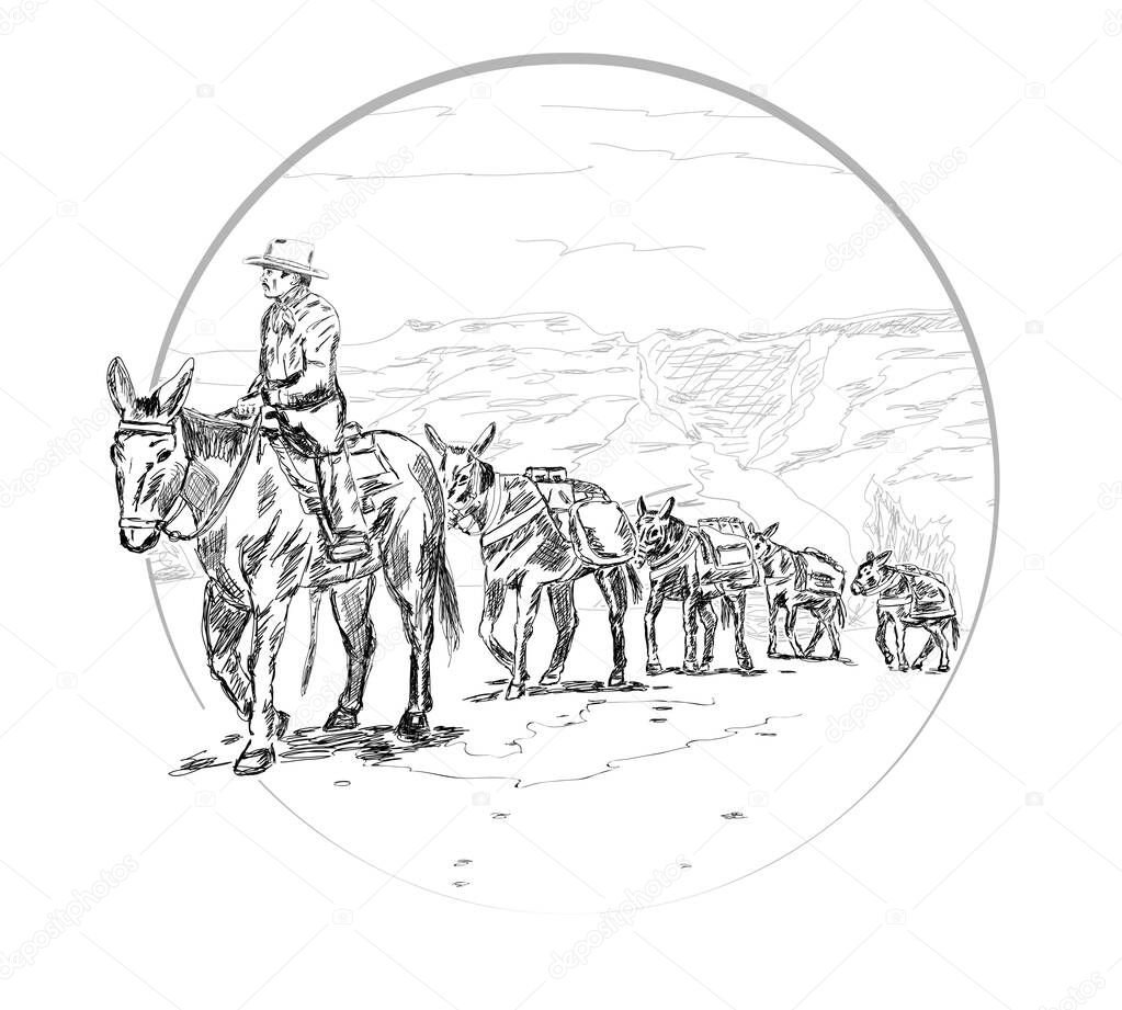 drover leads a caravan with mules