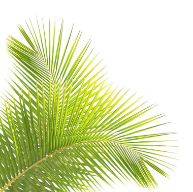 Yeşil Hindistan cevizi yaprakları üzerinde izole beyaz arka plan