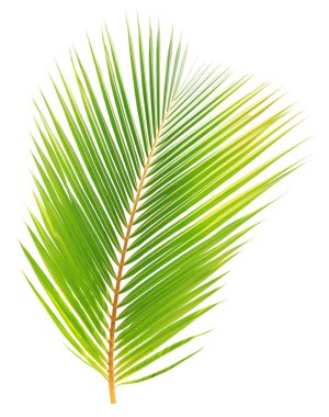 Beyaz arkaplanda yeşil hindistan cevizi yaprağı izole