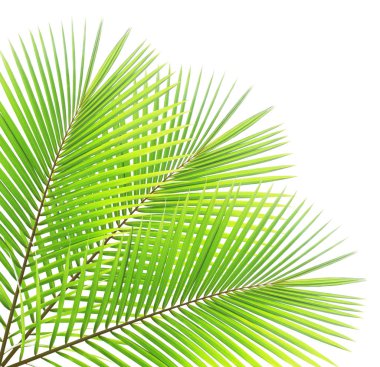 Beyaz arkaplanda hindistan cevizi yaprağı izole edildi