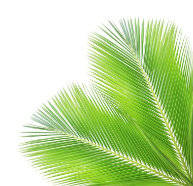 Beyaz arkaplanda hindistan cevizi yaprağı izole edildi